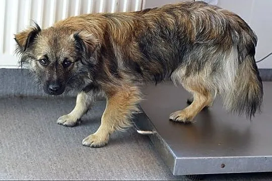 Docelowo średni,6 m-cy szczeniaczek,przyjazny,zaszczepiony KAJO.Adopcja., , Wrocław