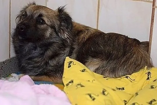 Docelowo średni,6 m-cy szczeniaczek,przyjazny,zaszczepiony KAJO.Adopcja., , Wrocław