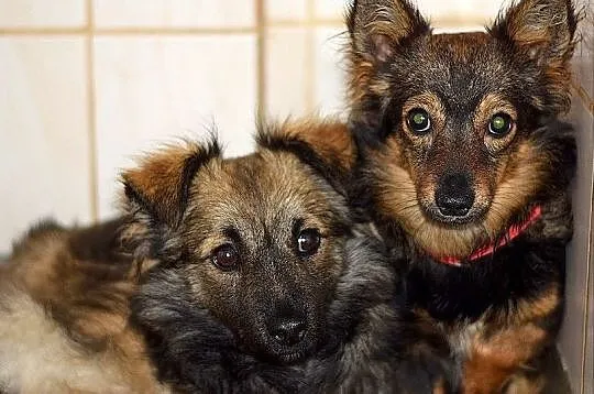 Docelowo średni,6 m-cy szczeniaczek,przyjazny,zaszczepiony KAJO.Adopcja., , Wrocław