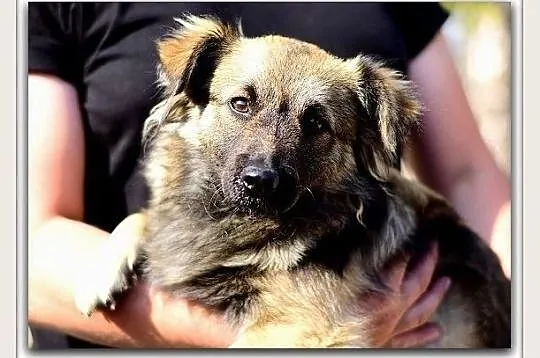 Docelowo średni,6 m-cy szczeniaczek,przyjazny,zaszczepiony KAJO.Adopcja., , Wrocław