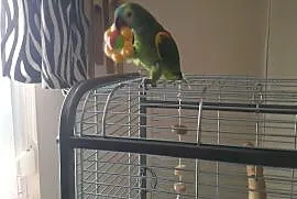 Papuga amaz, Orzesze