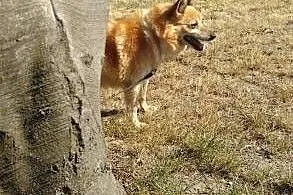 Lucky-bardzo spokojny, przepiękny...bezdomny,  wielkopolskie Poznań, Wielkopolskie, Poznań