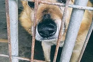 Lucky-bardzo spokojny, przepiękny...bezdomny,  wielkopolskie Poznań, Wielkopolskie, Poznań