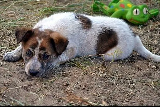 2,5 miesięczna SALMA szuka dobrego domu! Szukamy D