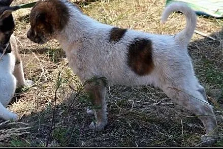 2,5 miesięczna SALMA szuka dobrego domu! Szukamy D