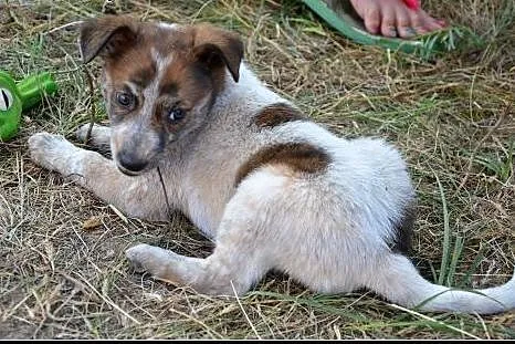 2,5 miesięczna SALMA szuka dobrego domu! Szukamy D