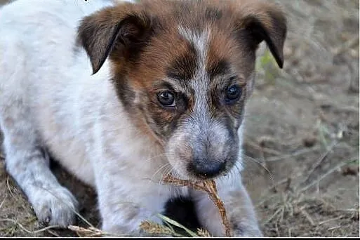 2,5 miesięczna SALMA szuka dobrego domu! Szukamy D