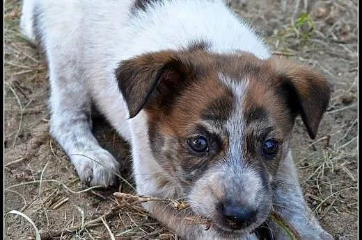 2,5 miesięczna SALMA szuka dobrego domu! Szukamy D