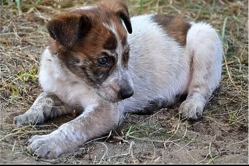 2,5 miesięczna SALMA szuka dobrego domu! Szukamy D