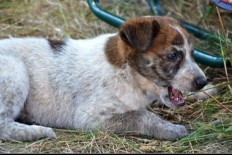 2,5 miesięczna SALMA szuka dobrego domu! Szukamy D