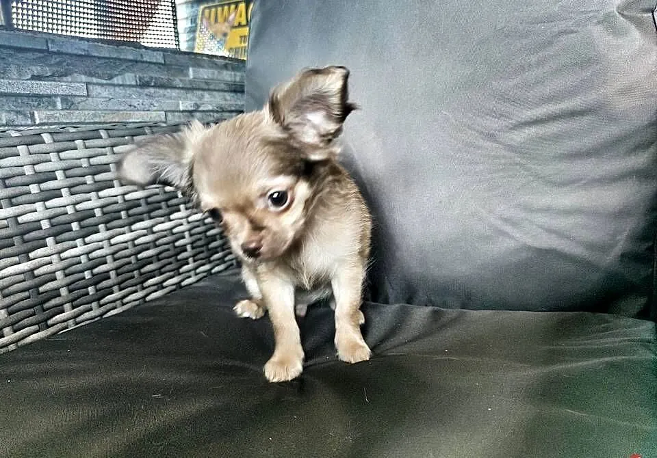 ***Gotowy do odbioru*** Długowłosy Jak Z Bajki*** Chihuahua ***, Wielkopolskie, Ciszkowo