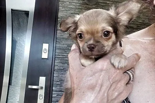 ***Gotowy do odbioru*** Długowłosy Jak Z Bajki*** Chihuahua ***, Wielkopolskie, Ciszkowo