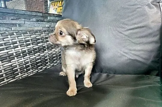 ***Gotowy do odbioru*** Długowłosy Jak Z Bajki*** Chihuahua ***, Wielkopolskie, Ciszkowo