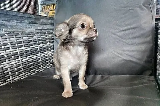 ***Gotowy do odbioru*** Długowłosy Jak Z Bajki*** Chihuahua ***, Wielkopolskie, Ciszkowo