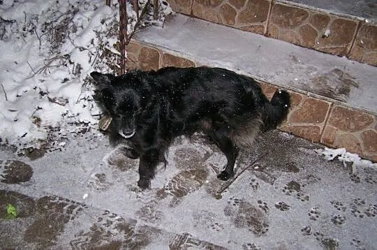 ! POMOCY! Malutka porzucona sunia nie ma gdzie się