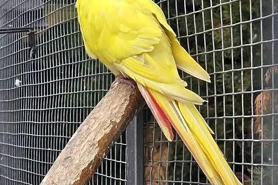 Księżniczka walli samiec