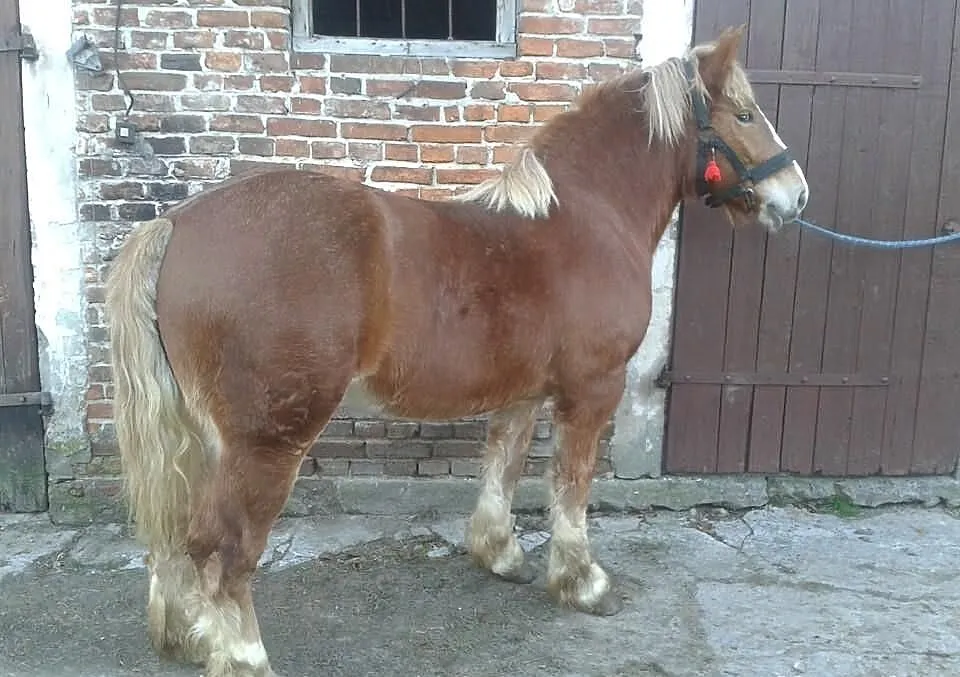 Klacz zimnokrwista sztumska