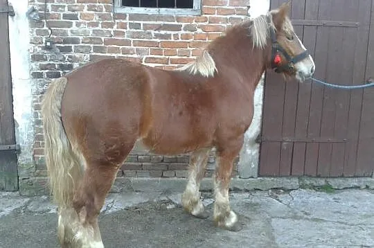 Klacz zimnokrwista sztumska