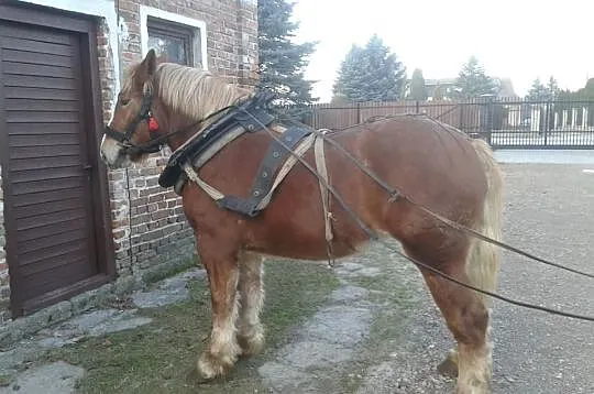 Klacz zimnokrwista sztumska