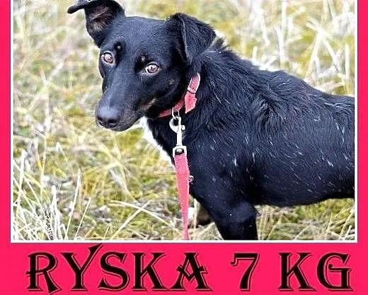 7kg,jamnik mix,mała przyjazna suczka RYSKA.Adopcja