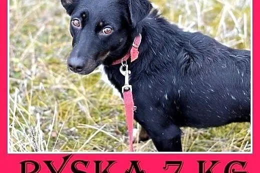 7kg,jamnik mix,mała przyjazna suczka RYSKA.Adopcja, śląskie Katowice