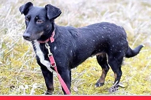 7kg,jamnik mix,mała przyjazna suczka RYSKA.Adopcja