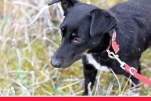 7kg,jamnik mix,mała przyjazna suczka RYSKA.Adopcja