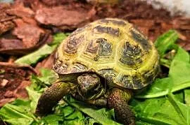 Żółw Lądowy Stepowy - Sklep Zoologiczny
