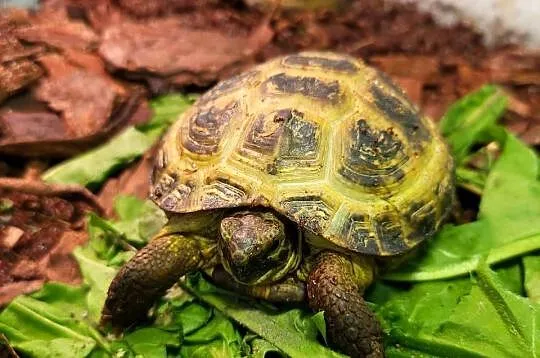 Żółw Lądowy Stepowy - Sklep Zoologiczny