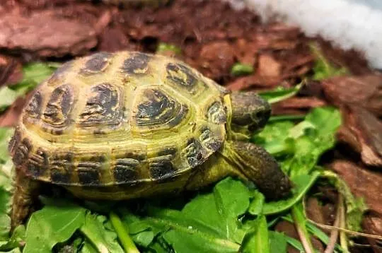 Żółw Lądowy Stepowy - Sklep Zoologiczny, Śląskie, Katowice