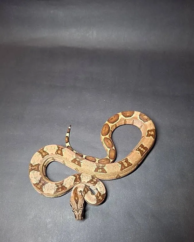 Boa imperator cb24 nr9, Kujawsko-pomorskie, Wąbrzeźno