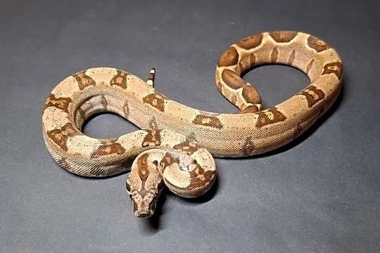 Boa imperator cb24 nr9, Kujawsko-pomorskie, Wąbrzeźno