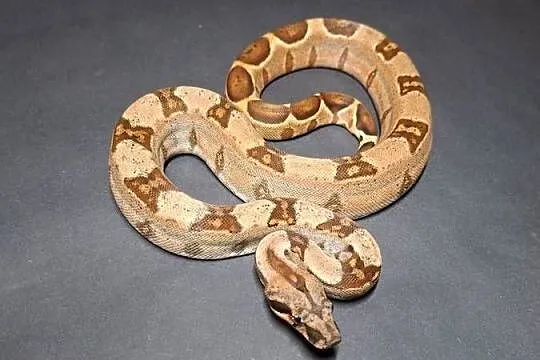 Boa imperator cb24 nr9, Kujawsko-pomorskie, Wąbrzeźno