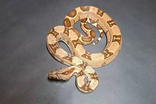 Boa imperator cb24 nr9, Kujawsko-pomorskie, Wąbrzeźno