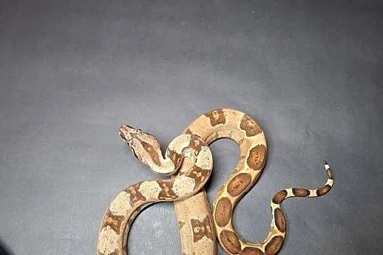 Boa imperator cb24 nr9, Kujawsko-pomorskie, Wąbrzeźno