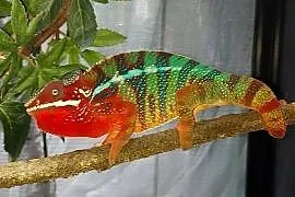 kameleon lamparci ambilobe red bar