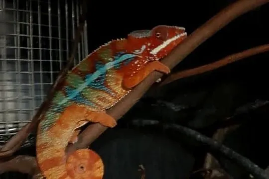 kameleon lamparci ambilobe red bar, Kujawsko-pomorskie, Włocławek