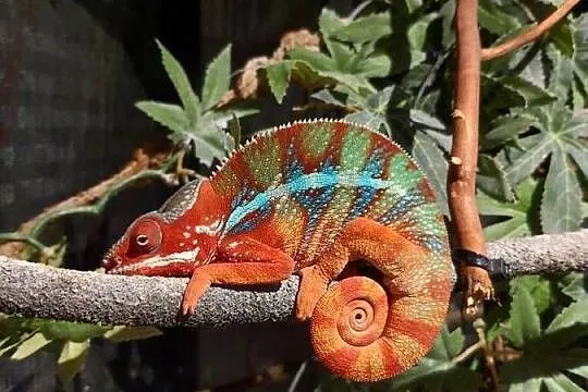 kameleon lamparci ambilobe red bar, Kujawsko-pomorskie, Włocławek