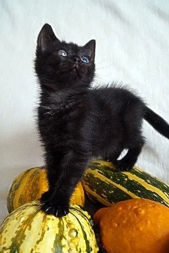 Miso