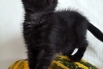 Miso