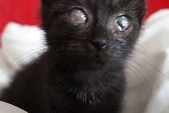 Miso