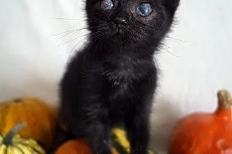 Miso