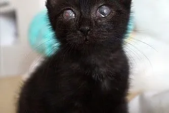 Miso