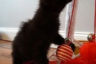 Miso