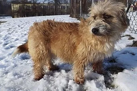 Młoda nieduża suczka Stefcia,  warmińsko-mazurskie
