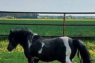Kuc ogierek posada licencje Srokaty przekazuje maść, Wielkopolskie, Szamotuły