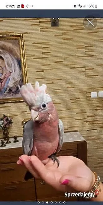 Kakadu Różoweg pupil ręcznie karmiony., Mazowieckie, Garwolin