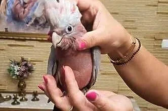 Kakadu Różoweg pupil ręcznie karmiony., Mazowieckie, Garwolin