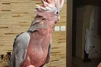 Kakadu Różoweg pupil ręcznie karmiony., Mazowieckie, Garwolin