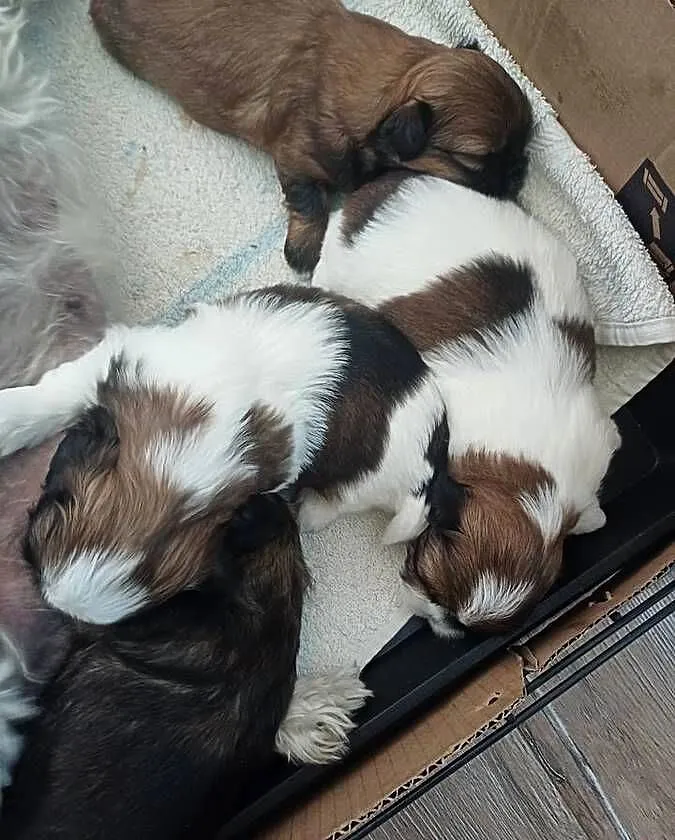 Shihtzu, Kujawsko-pomorskie, Fletnowo